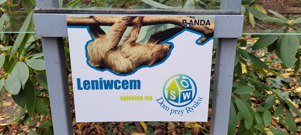 Tabliczka z informacją o adopcji leniwca przez pecjalny Ośrodek Wychowawczy „Dom przy Rynku”