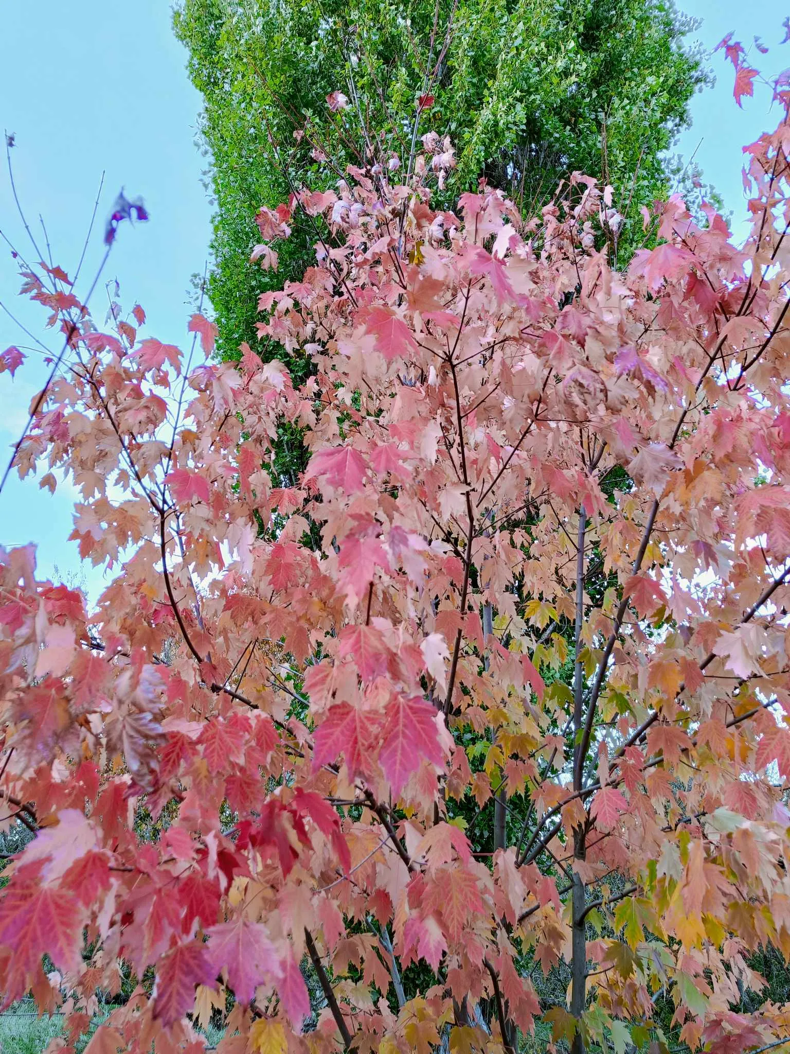 Wsparcie dla zwierzaków z Zoo